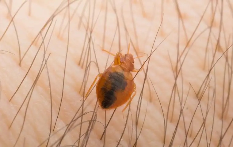 Close-up view of a bed bug