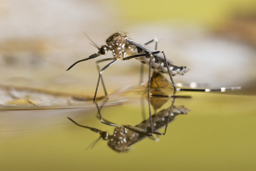 Black and white spotted mosquito on the surface of liquid