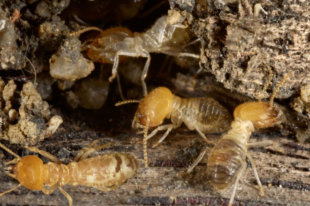 A close-up of ugly termites on the dirt