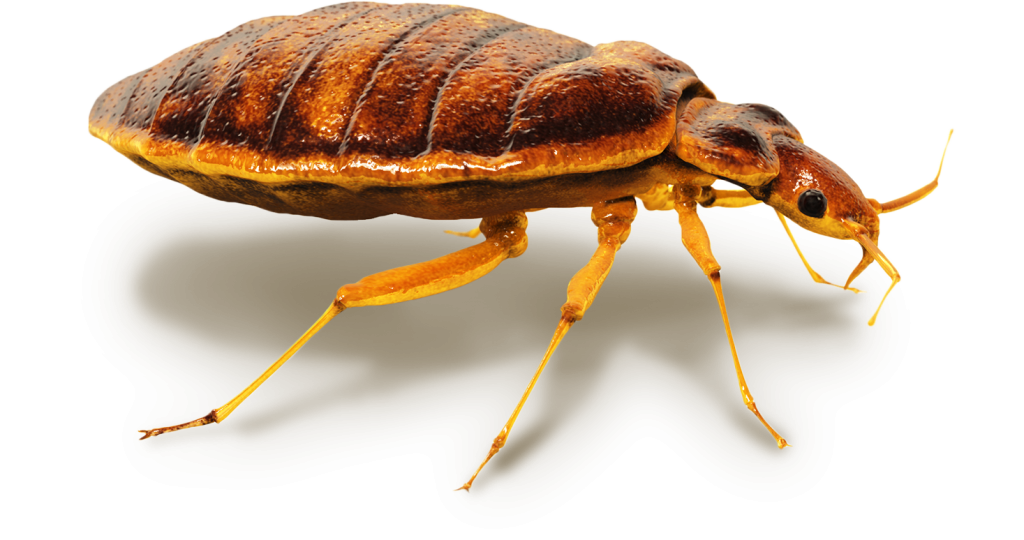 Bed Bug stock image
