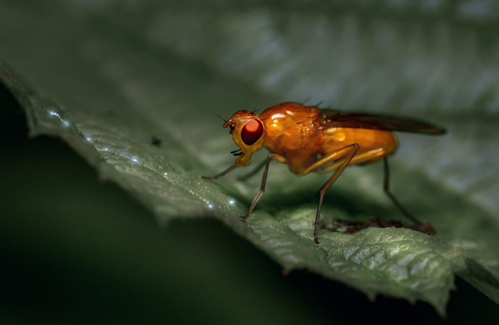 Close-up view of a fruit fly