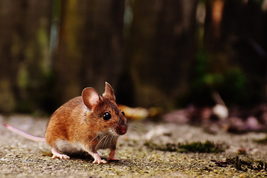 Close-up view of a mouse
