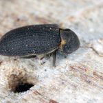 Old House Borer beetles