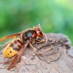 Understanding Virginia’s Hornets: Behavior, Danger, and Environmental Impact