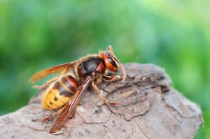 Read more about the article Understanding Virginia’s Hornets: Behavior, Danger, and Environmental Impact