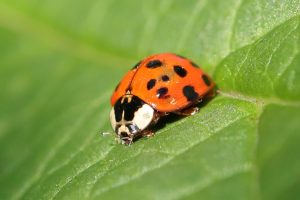 Read more about the article Asian Lady Beetles in Central Virginia: The Overwintering Invasion